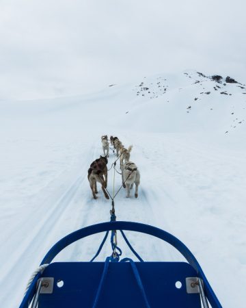 Snow Trails & Husky Tales