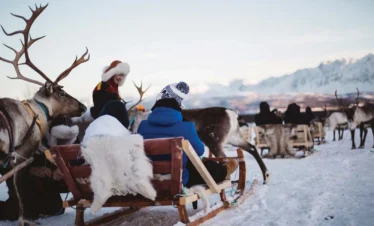 Arctic Elegance Reindeer Tour